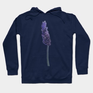 Lavender Flower Illustration Hoodie